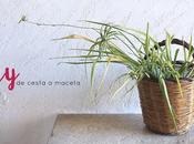 DIY: cesta maceta