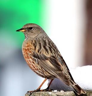 AVES DE LA NIEVE-BIRDS IN THE SNOW