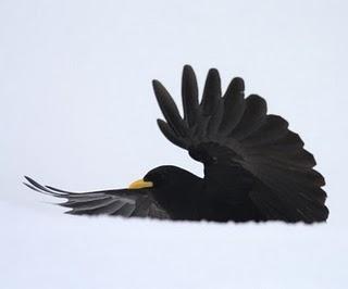 AVES DE LA NIEVE-BIRDS IN THE SNOW