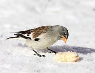 AVES DE LA NIEVE-BIRDS IN THE SNOW