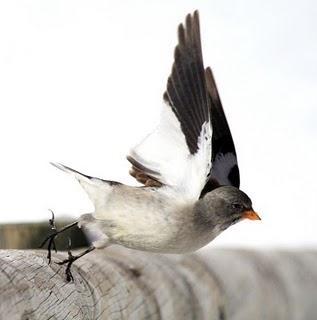 AVES DE LA NIEVE-BIRDS IN THE SNOW