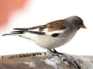 AVES DE LA NIEVE-BIRDS IN THE SNOW