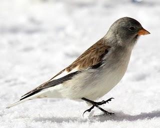 AVES DE LA NIEVE-BIRDS IN THE SNOW