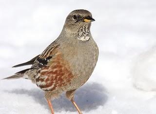 AVES DE LA NIEVE-BIRDS IN THE SNOW