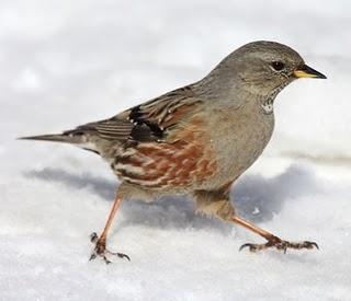 AVES DE LA NIEVE-BIRDS IN THE SNOW