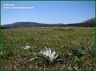 El razonable parecido de Merendera androcymbioides.