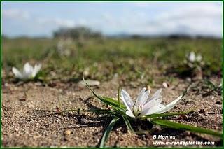 El razonable parecido de Merendera androcymbioides.