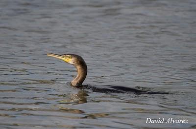 Pescando