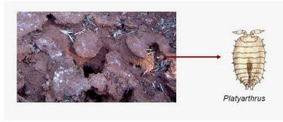 Mascotas subterráneas