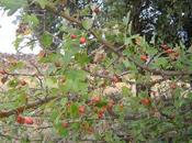árbol pájaros