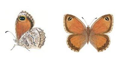 Esculpidas por los pájaros