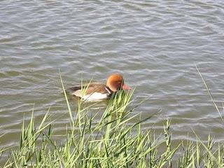Anátidas, el éxito de una familia.