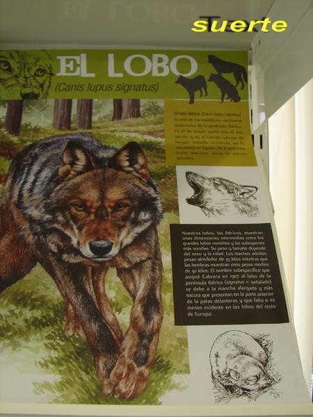 Canus lupus signatus, LOBO