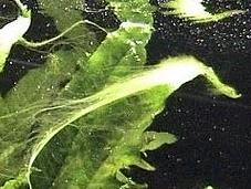 Algas como posible combstible