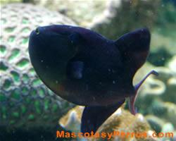 fotos de peces bellesta negro
