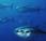 Extinciones tiempo crisis: caso atún rojo