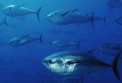 Extinciones en tiempo de crisis: el caso del atún rojo