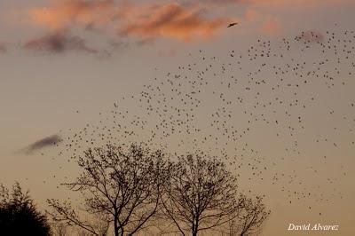 Cazando en el dormidero