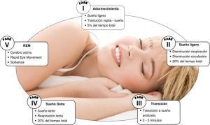 ciclo 300x179 Las etapas y los ciclos del sueño