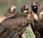 Cuatro nuevos buitres negros vuelan para ayudar recuperar especie