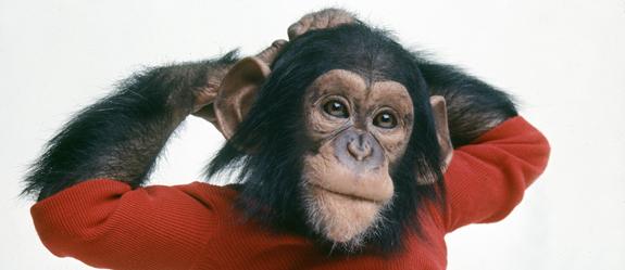 Sundance 2011: Chimpancés que hablan, troles noruegos, curas redimidos y el chatroullette son protagonistas