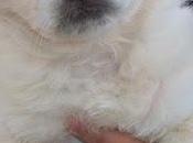 Nieves, cachorrita pequeña adopción (Murcia)