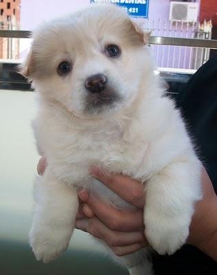 Nieves, cachorrita pequeña en adopción (Murcia)