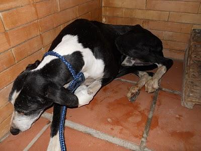 Galgo herido en un pueblo de Sevilla, tengo que curarlo y buscarle acogida.