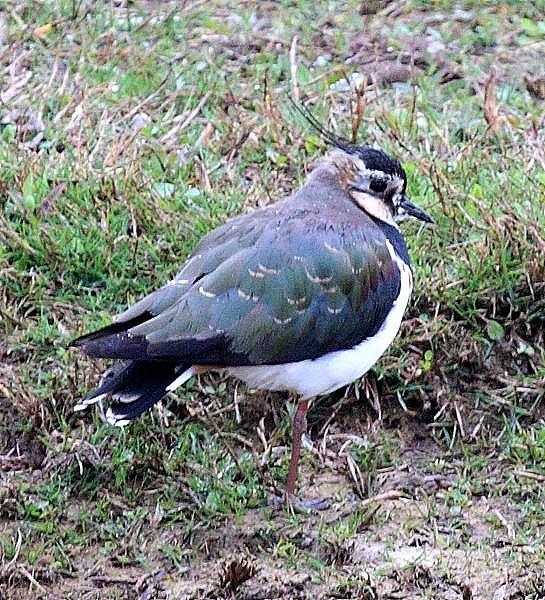 AVEFRIA EUROPEA-VANELLUS VANELLUS-NORTHERN LAPWING