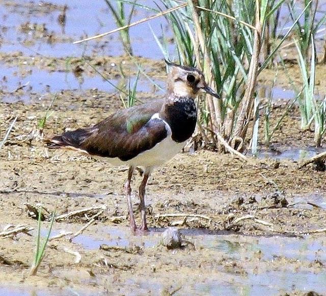 AVEFRIA EUROPEA-VANELLUS VANELLUS-NORTHERN LAPWING