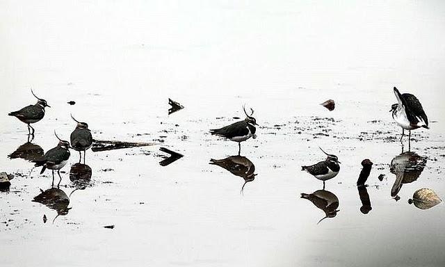 AVEFRIA EUROPEA-VANELLUS VANELLUS-NORTHERN LAPWING