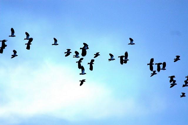 AVEFRIA EUROPEA-VANELLUS VANELLUS-NORTHERN LAPWING