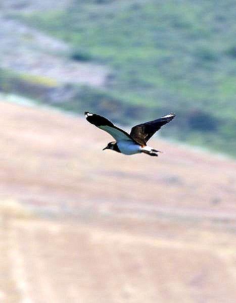 AVEFRIA EUROPEA-VANELLUS VANELLUS-NORTHERN LAPWING