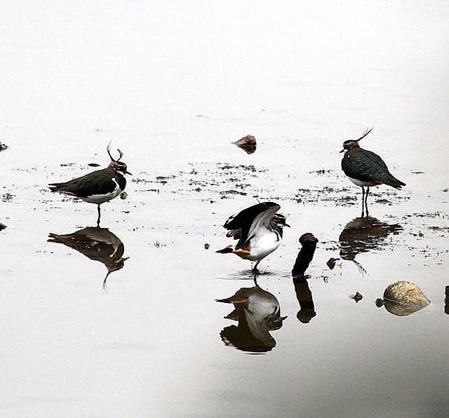 AVEFRIA EUROPEA-VANELLUS VANELLUS-NORTHERN LAPWING