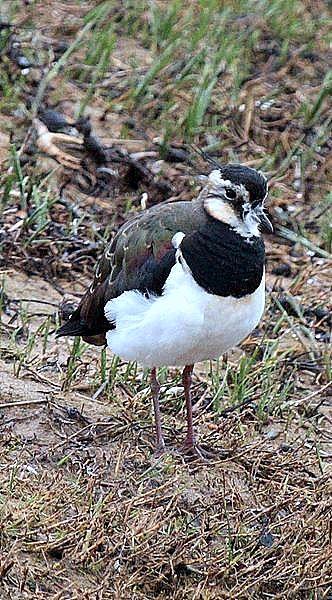 AVEFRIA EUROPEA-VANELLUS VANELLUS-NORTHERN LAPWING