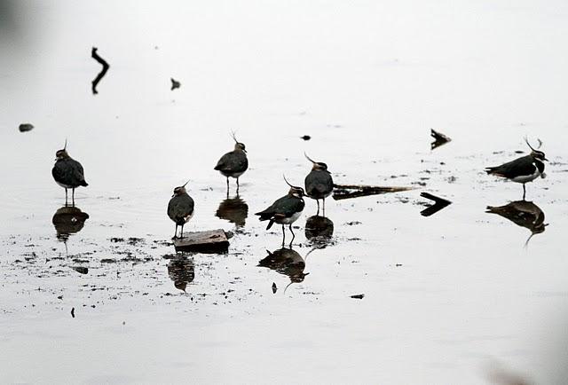 AVEFRIA EUROPEA-VANELLUS VANELLUS-NORTHERN LAPWING