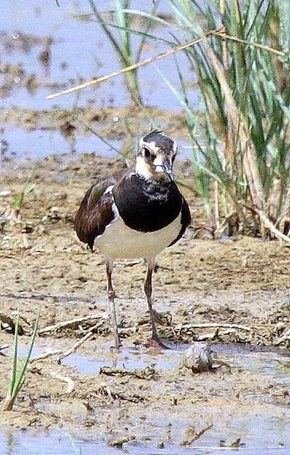 AVEFRIA EUROPEA-VANELLUS VANELLUS-NORTHERN LAPWING