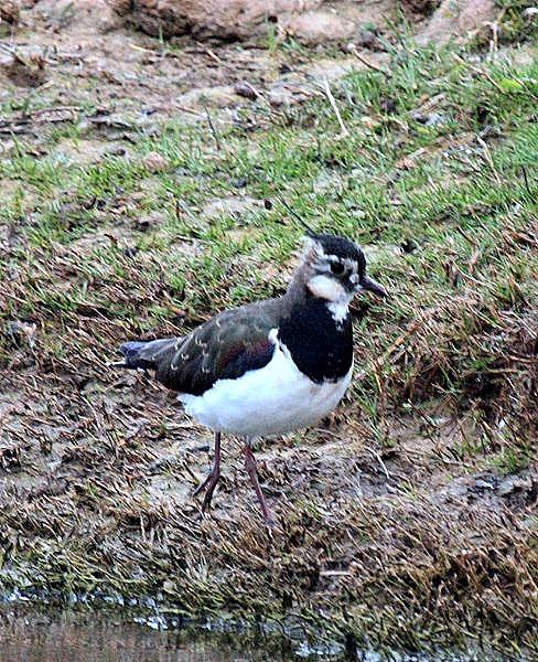 AVEFRIA EUROPEA-VANELLUS VANELLUS-NORTHERN LAPWING