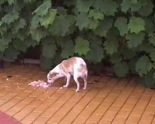 Colibrí, la perrita abandonada ya tiene hogar