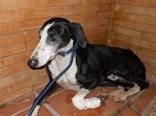 Galgo herido pueblo Sevilla