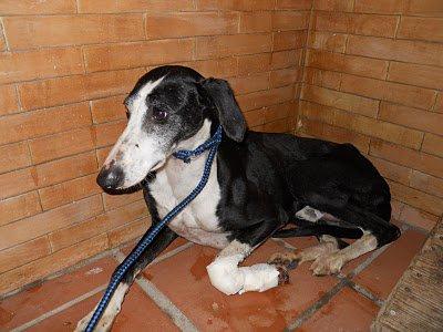 Galgo herido en pueblo de Sevilla