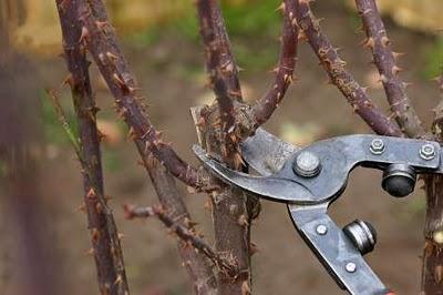 La Poda de Plantas