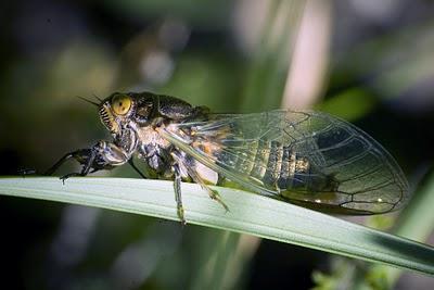 Los hemípteros: Chinches, Pulgones y Cigarras.