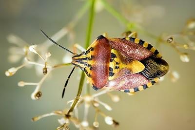 Los hemípteros: Chinches, Pulgones y Cigarras.