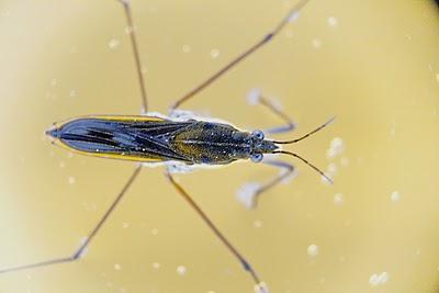 Los hemípteros: Chinches, Pulgones y Cigarras.