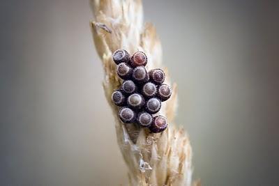 Los hemípteros: Chinches, Pulgones y Cigarras.
