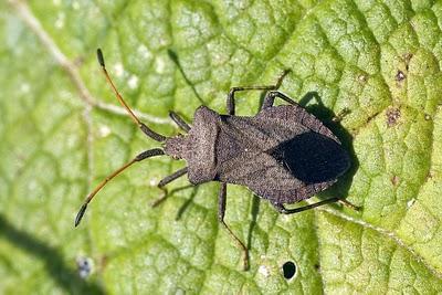 Los hemípteros: Chinches, Pulgones y Cigarras.