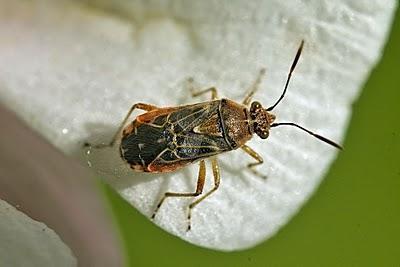 Los hemípteros: Chinches, Pulgones y Cigarras.