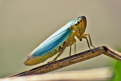Los hemípteros: Chinches, Pulgones y Cigarras.