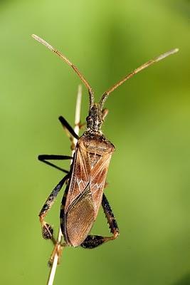 Los hemípteros: Chinches, Pulgones y Cigarras.